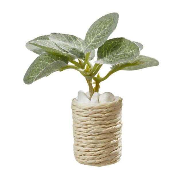 Mini / Miniature Stueplante